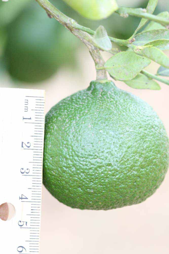            Immature fruit (Riverside, CA)   